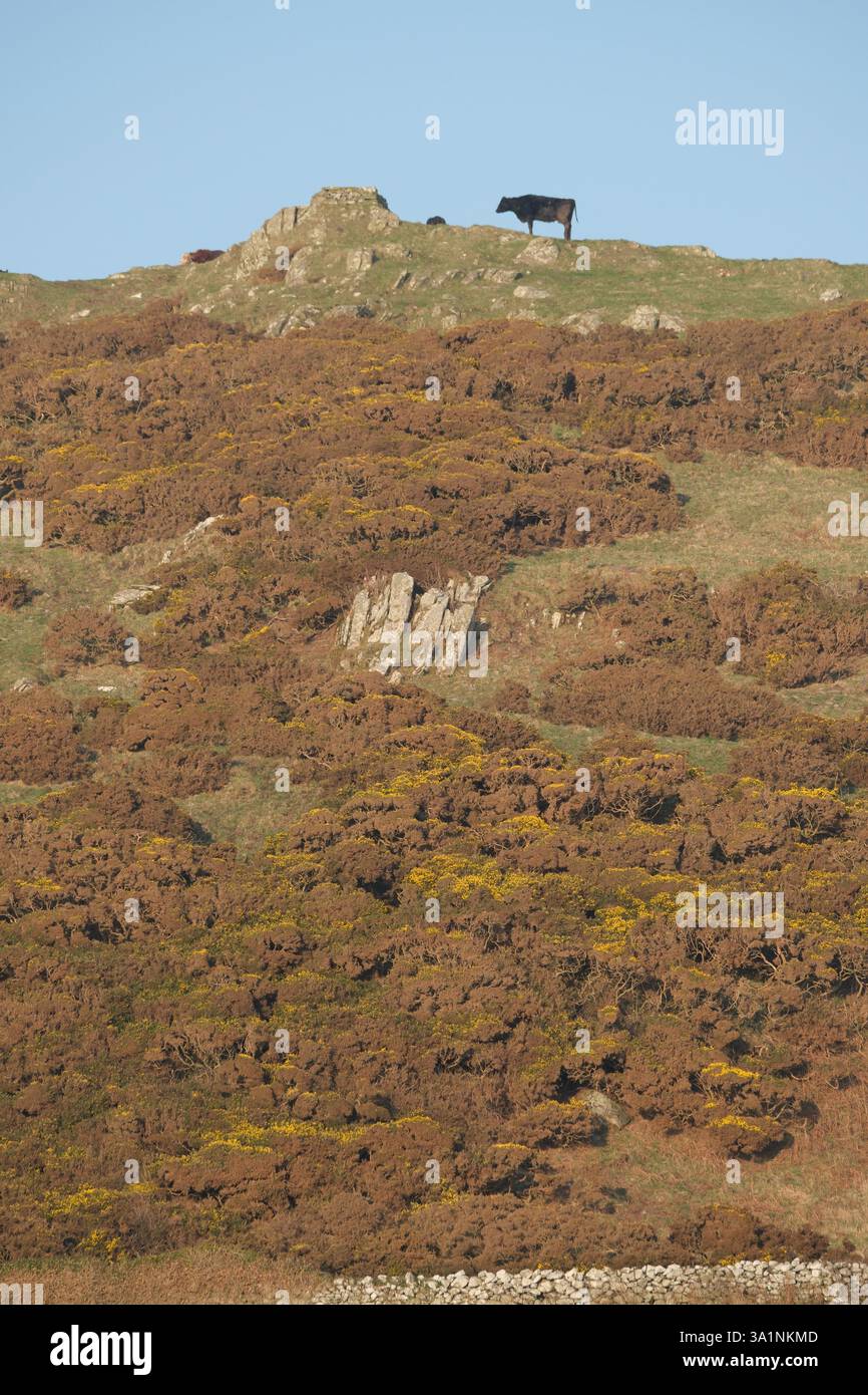 Monreith Galloway Écosse gorse falaise couverte de bétail sur la côte du sud-ouest de l'Écosse - photo mars 2025 Banque D'Images