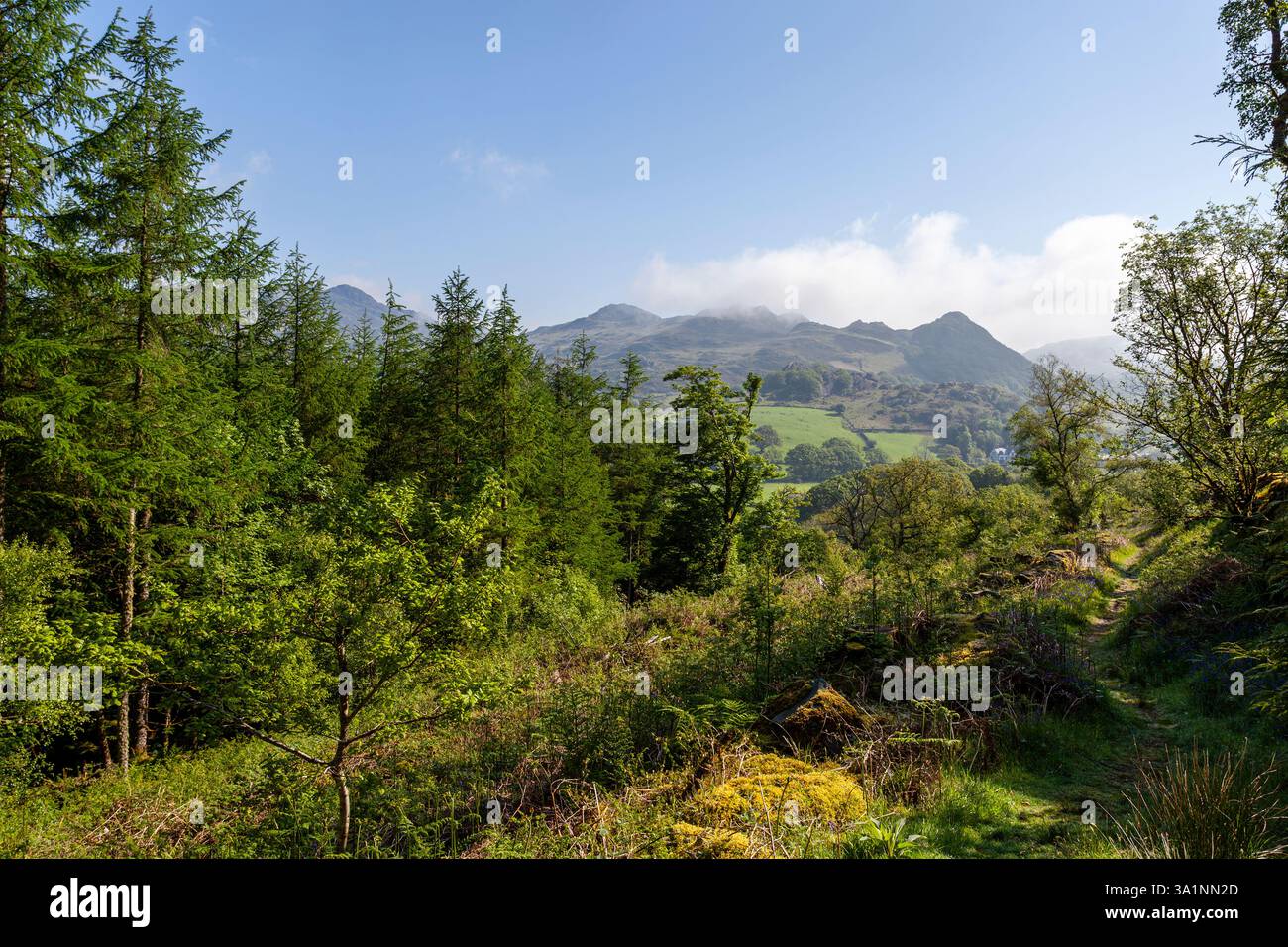 Des nuages bas se forment au sommet de Craig Wen, vu des flancs inférieurs de Moel Siabod. Eryri (parc national de Snowdonia) Banque D'Images