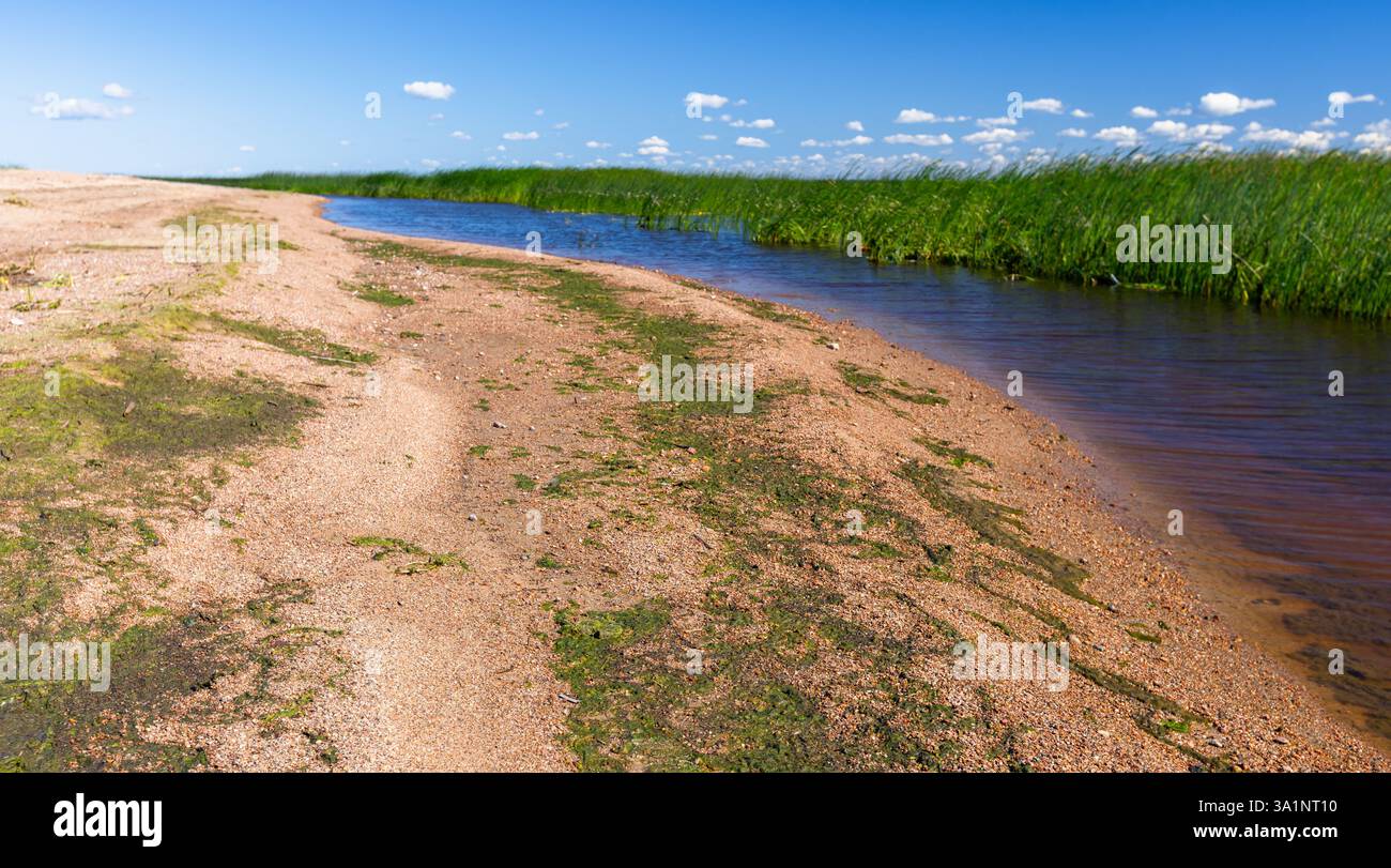 Côte de mer de sable calme bordée de plantes vertes luxuriantes sous un ciel bleu vibrant avec des nuages. Photographie naturelle prise sur la côte sud du golfe de Finla Banque D'Images
