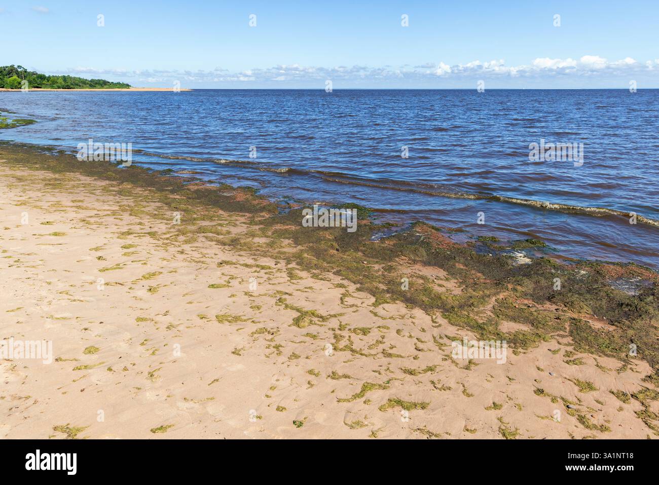 Paysage côtier présentant une plage de sable parsemée d'algues, bordée par des eaux de mer calmes et un ciel bleu vif. Photographie naturelle prise au S Banque D'Images