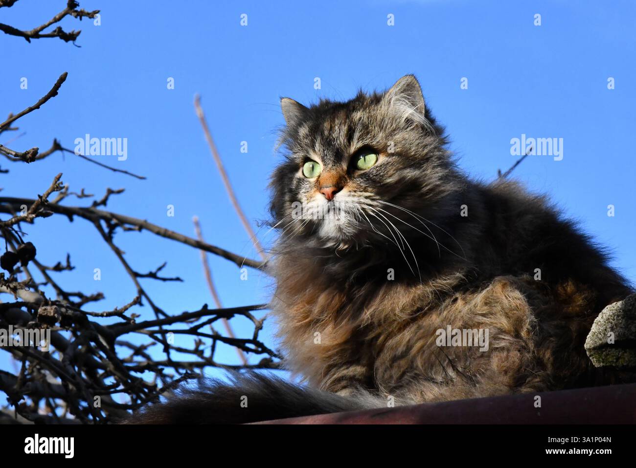 chien, animal, animal de compagnie, chat, mignon, amis, jouer, fond, chiot, chaud, canine, domestique blanc heureux amitié assis gingembre panorama pedigree outdo Banque D'Images