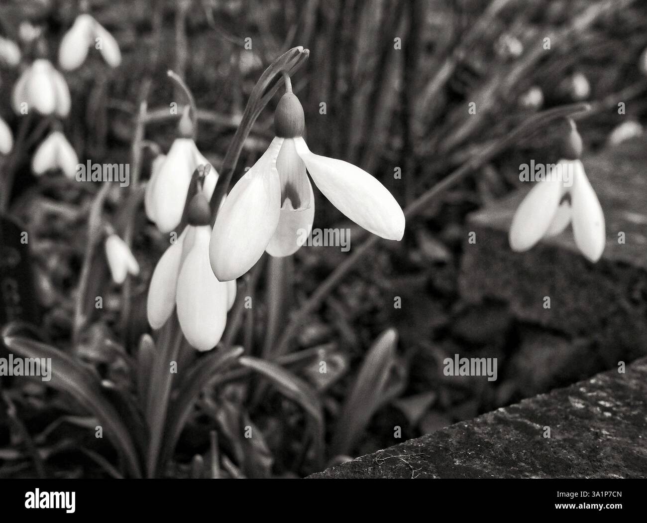 un cliché noir et blanc de neige tombe Banque D'Images