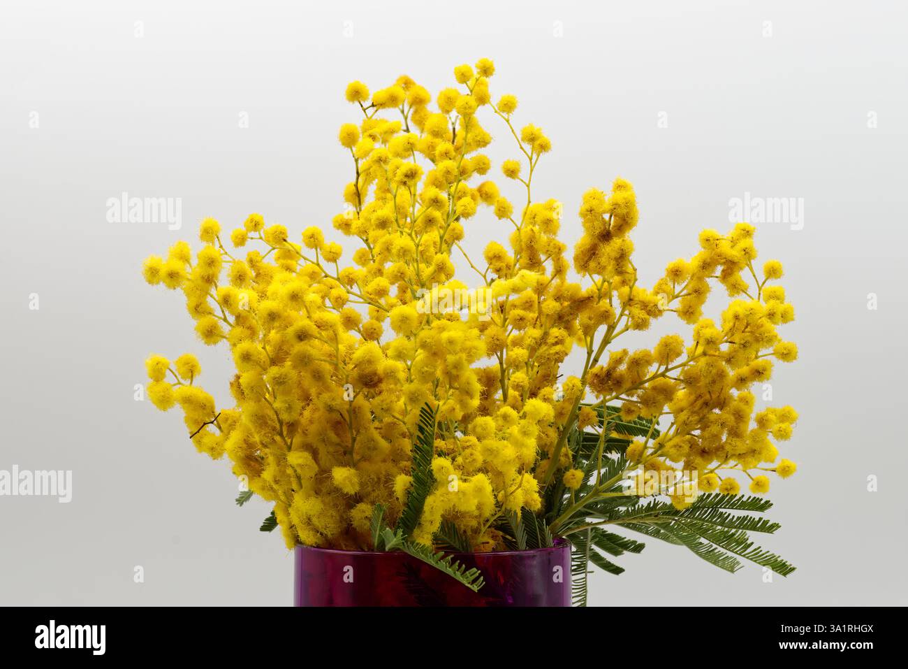 Fleurs de mimosa jaune vif dans un vase violet profond isolé sur fond blanc. Journée internationale de la femme Banque D'Images