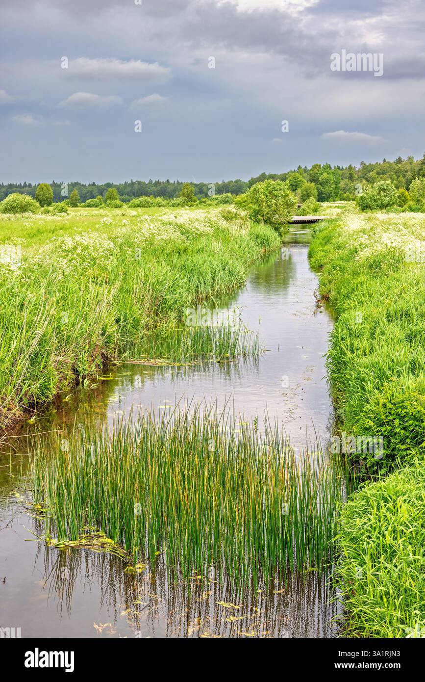 Fossé d'eau sur une prairie verdoyante avec des plantes d'eau dans l'eau Banque D'Images