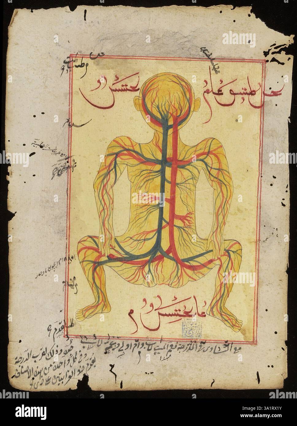 Schéma anatomique représentant les veines et les artères du corps. Empire ottoman. Asian Collection mots-clés : artères ; anatomie ; ottoman ; veines ; artère; veine Banque D'Images