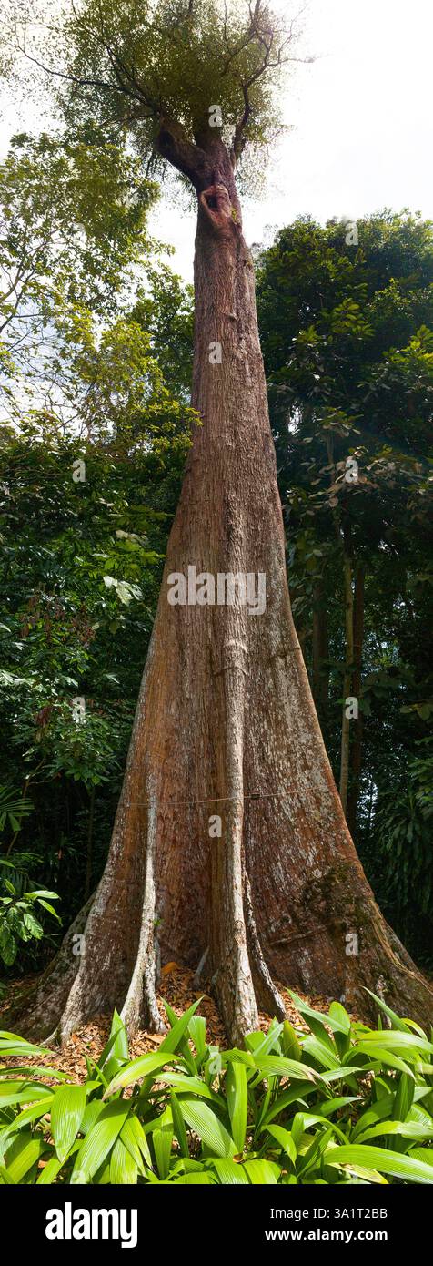 Énorme arbre de bois dur Jelawai, Singapour Banque D'Images