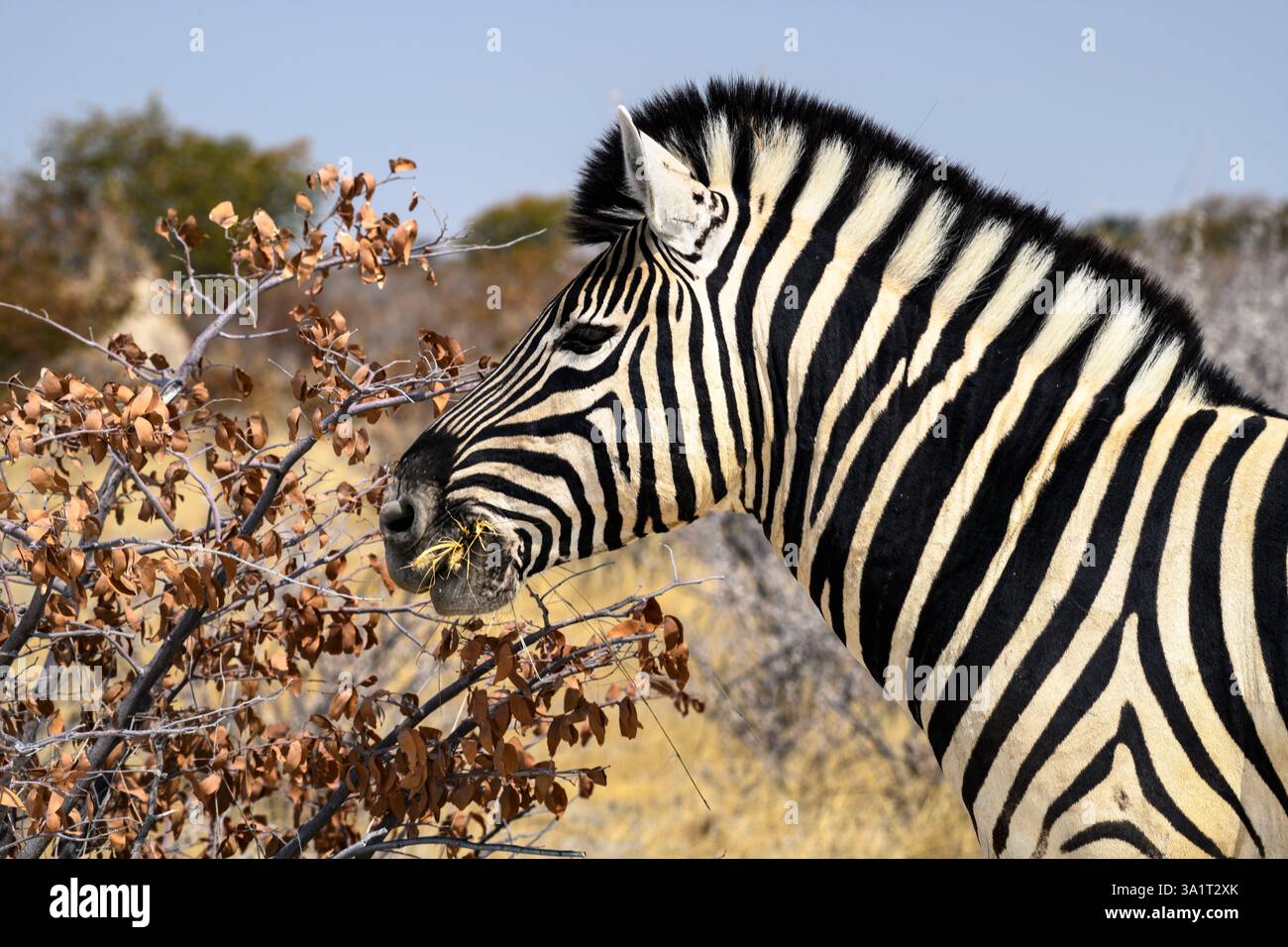Portrait latéral d'un zèbre mangeant de l'herbe, parc national d'Etosha, Namibie Banque D'Images