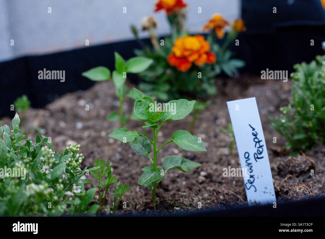Semis de poivre serrano avec des fleurs de souci dans un jardin de sac de culture Banque D'Images