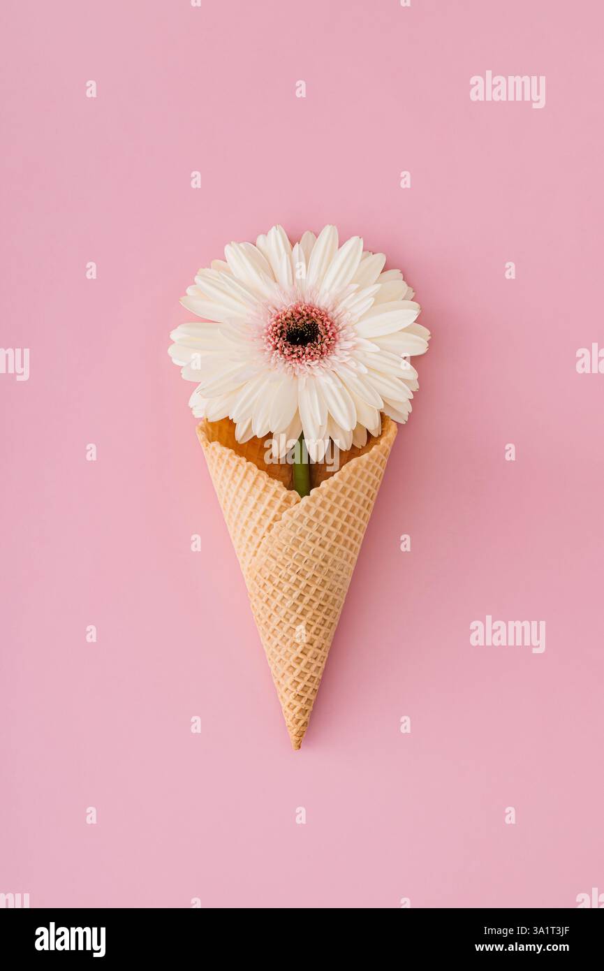Belle fleur blanche gerbera Marguerite en cône de crème glacée gaufrée sur fond rose pastel. Concept minimal de printemps et d'été. Coupe plate. Banque D'Images