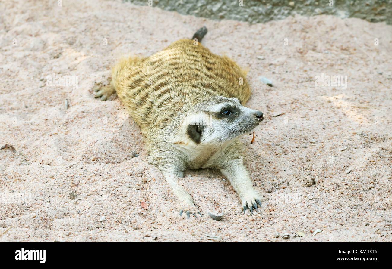Gros plan d'un Meercat avec motif de manteau brun jaunâtre clair et foncé sur son dos Banque D'Images