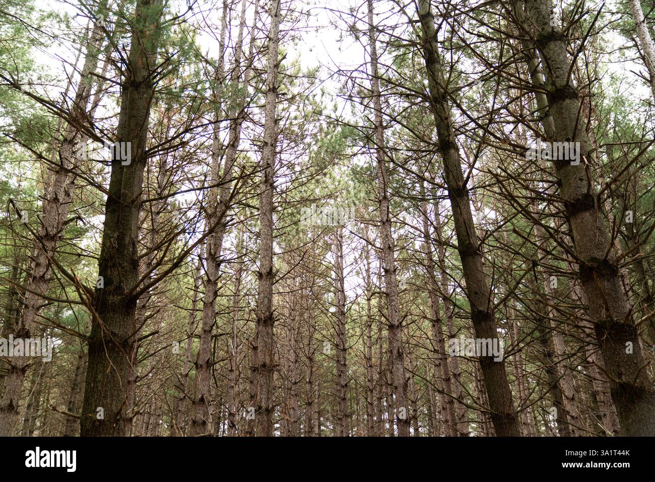 Regardant dans la forêt de pins Banque D'Images