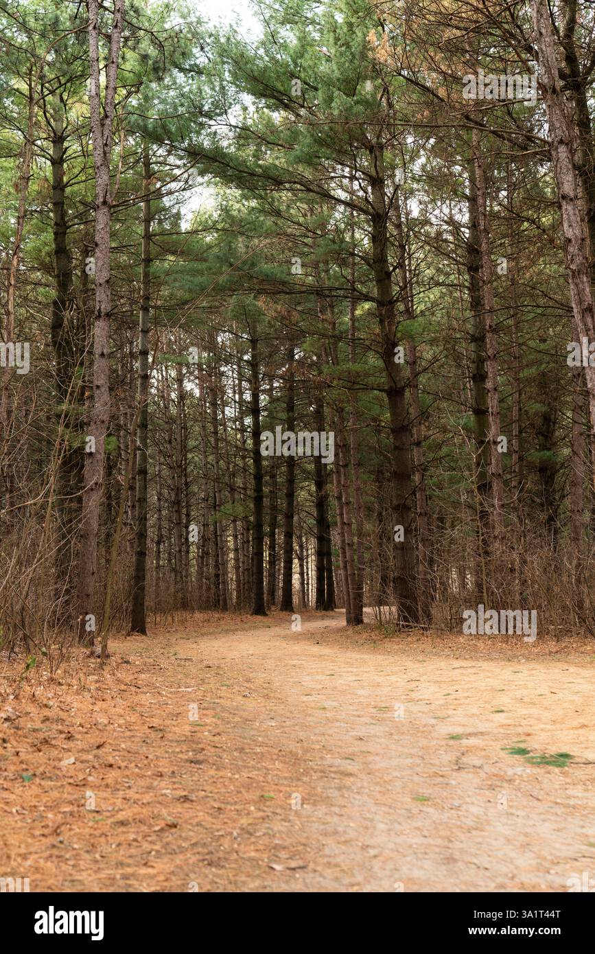 Promenade à travers la forêt de pins Banque D'Images