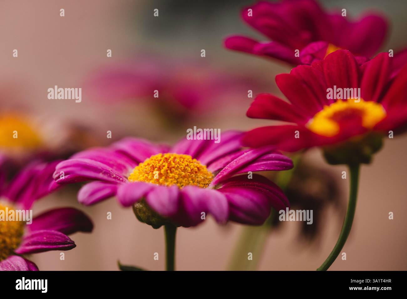 Gros plan Rose brillant Gerbera Daisy Banque D'Images