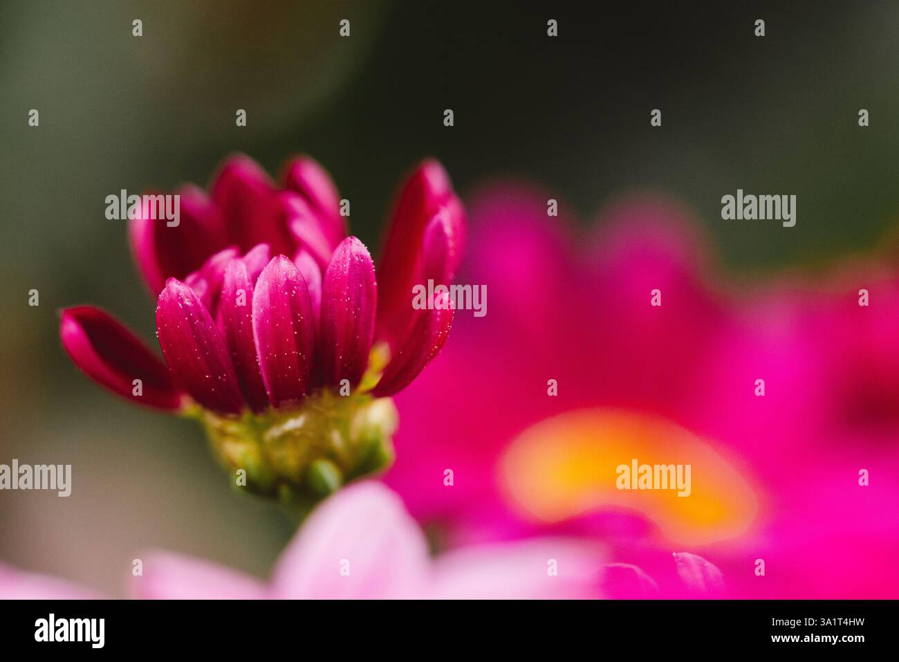 Gros plan Rose brillant Gerbera Daisy Banque D'Images