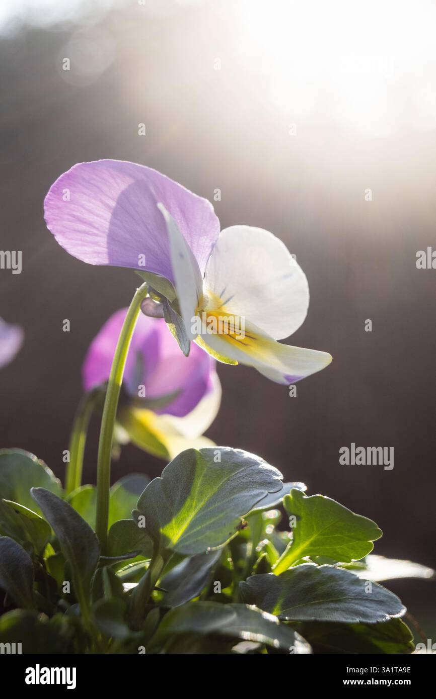 La belle lavande et la tête de fleur blanche de la plante ornementale Viola à fleurs printanières, en gros plan, rétroéclairée par un soleil bas du soir. Printemps populaire Banque D'Images