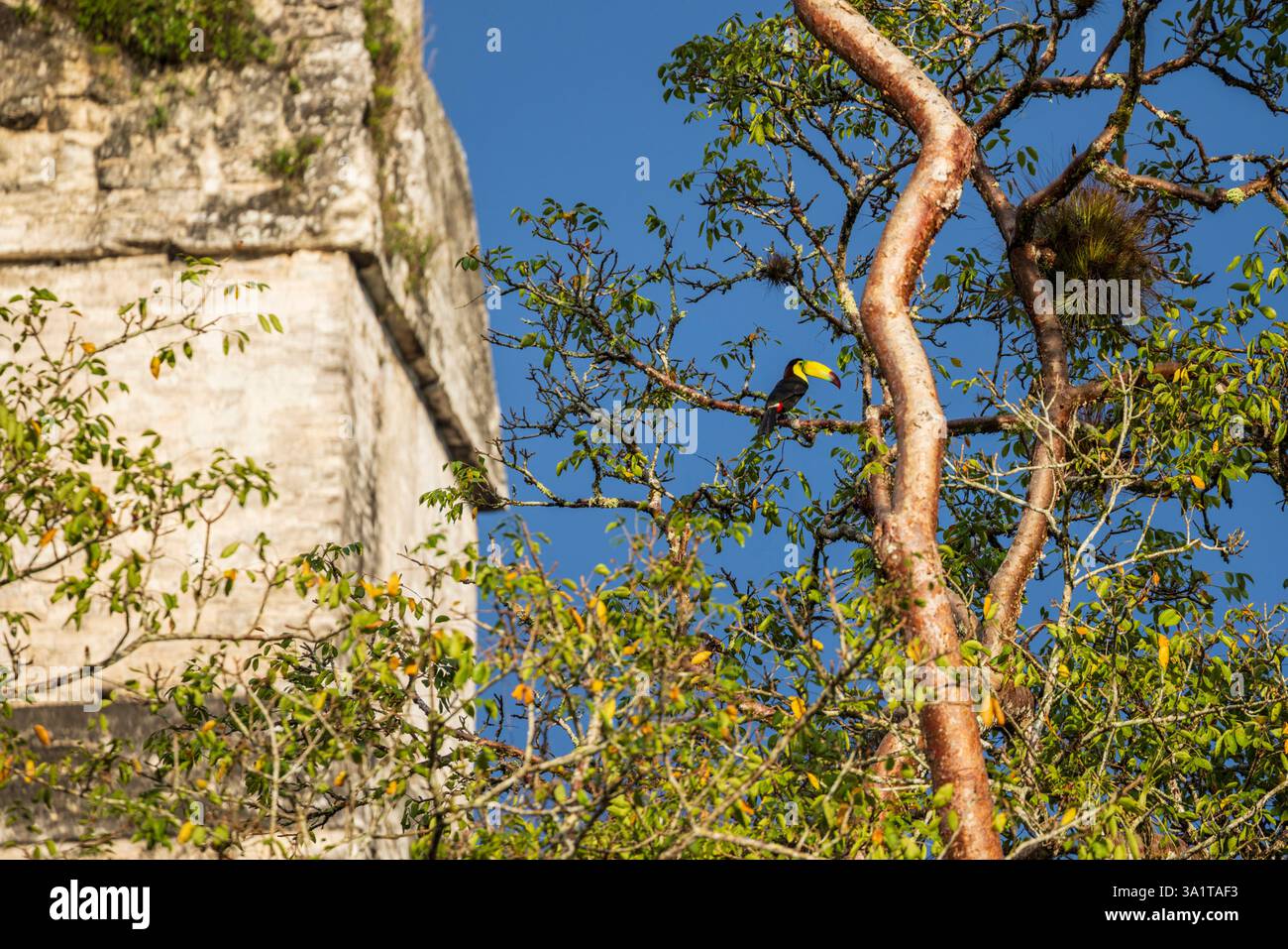Toucan à bec de quille à côté du temple maya 1 dans le parc national de Tikal, Guatemala, Amérique centrale Banque D'Images