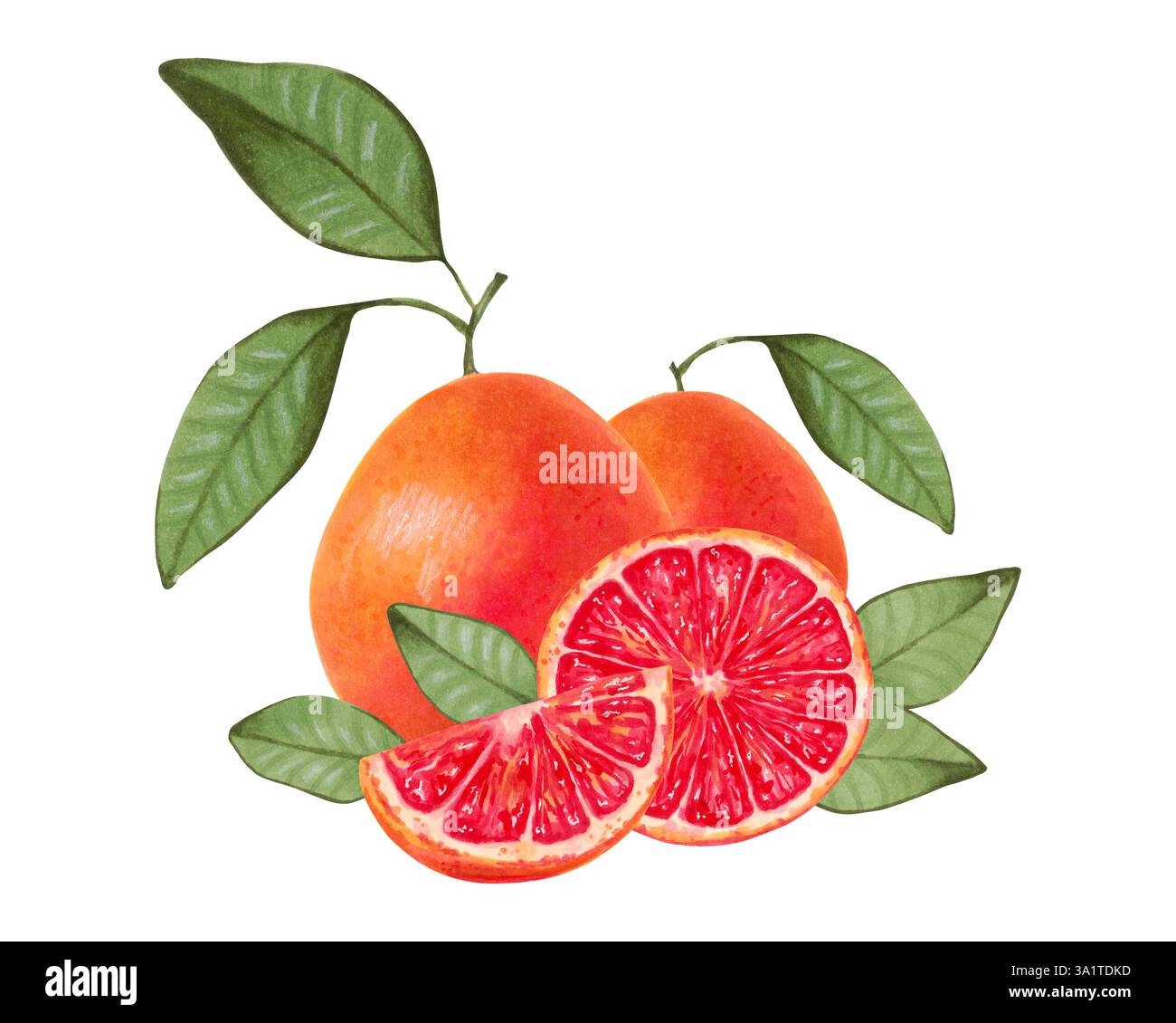 Composition du pamplemousse agrumes. Entiers et tranches de fruits avec des feuilles. Illustration aquarelle et marqueur. Produit écologique. Dessiné à la main isolé Banque D'Images
