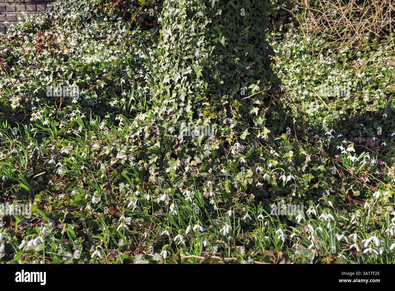 Tronc d'arbre, envahi par le lierre, la goutte de neige (Galanthus), Brakel, Teutoburg Forêt Eggebirge parc naturel, Westphalie orientale-Lippe, Allemagne Banque D'Images