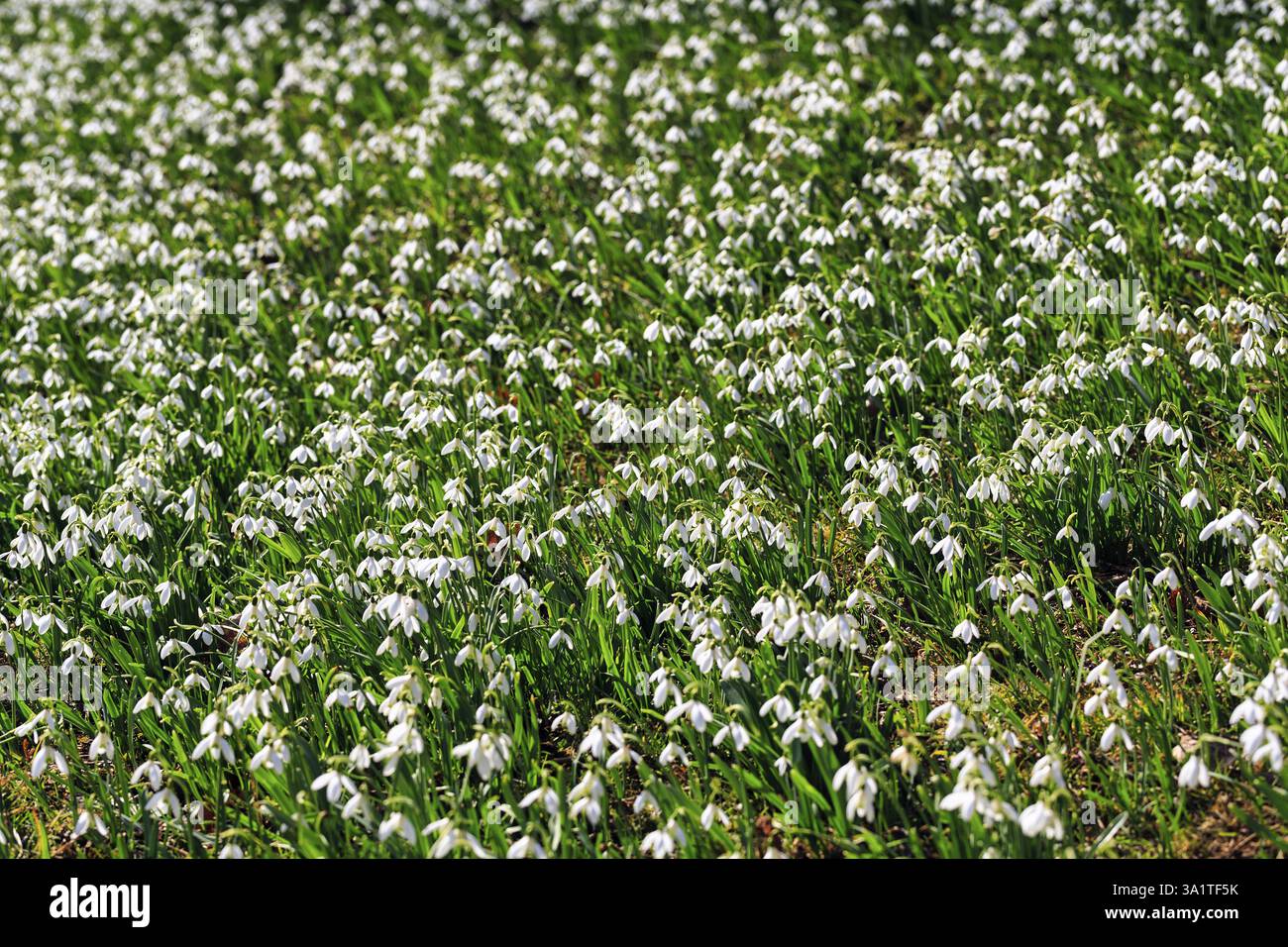 Chute de neige (Galanthus), mer de fleurs au soleil, grandeur nature, Brakel, Parc naturel Eggegebirge Forêt de Teutoburg, Westphalie orientale-Lippe, Allemagne Banque D'Images