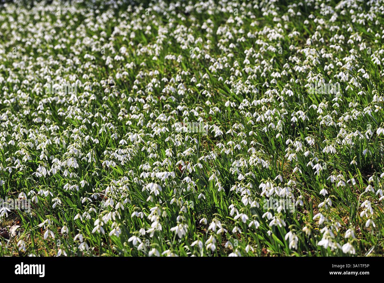 Chute de neige (Galanthus), mer de fleurs au soleil, grandeur nature, Brakel, Parc naturel Eggegebirge Forêt de Teutoburg, Westphalie orientale-Lippe, Allemagne Banque D'Images