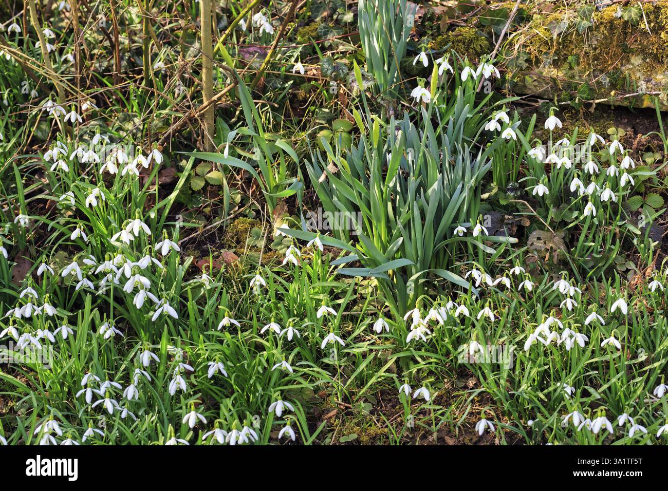 Chutes de neige (Galanthus) devant un mur de briques, Brakel, parc naturel de la forêt de Teutoburg Eggebirge, Westphalie orientale-Lippe, Allemagne Banque D'Images
