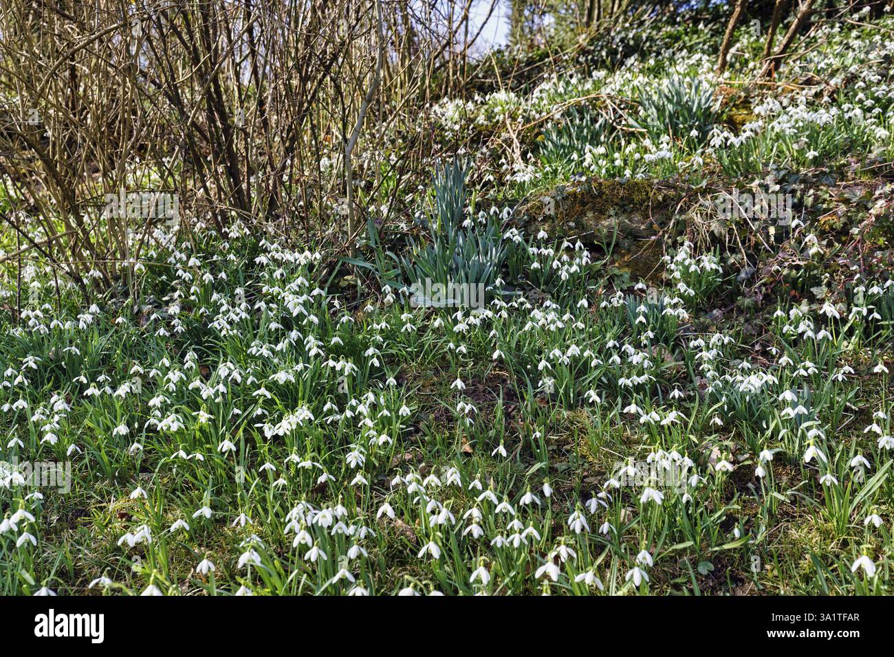 Snowdrop (Galanthus), tapis de fleurs dans le sous-bois, Brakel, Parc naturel Eggegebirge Forêt de Teutoburg, Westphalie orientale-Lippe, Allemagne Banque D'Images