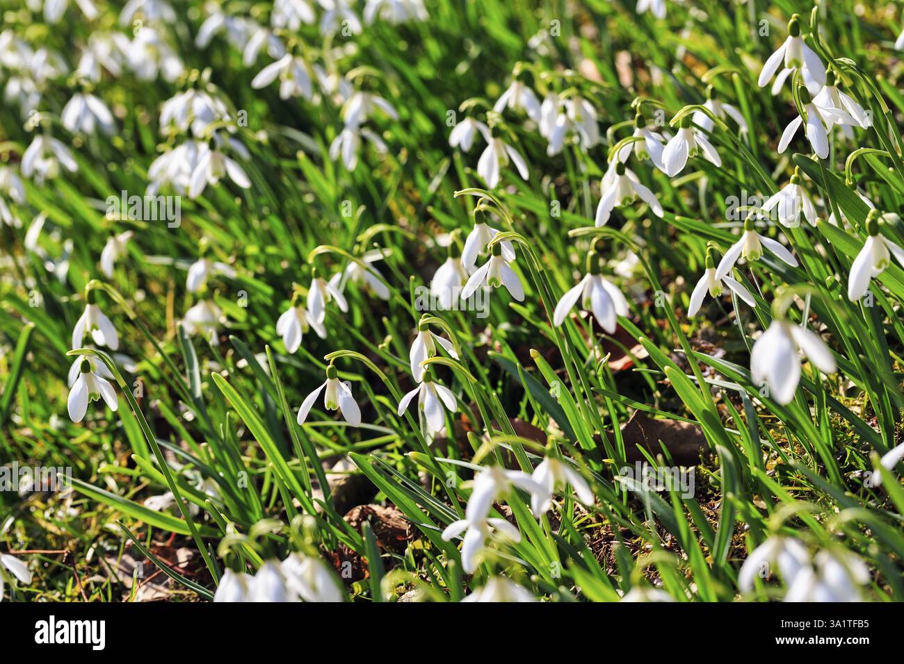 Chute de neige (Galanthus), mer de fleurs au soleil, grandeur nature, Brakel, Parc naturel Eggegebirge Forêt de Teutoburg, Westphalie orientale-Lippe, Allemagne Banque D'Images