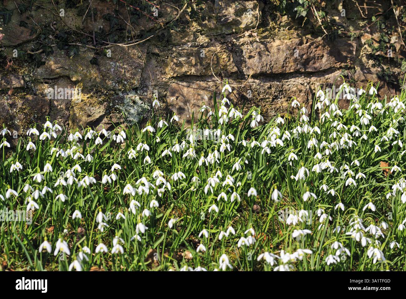 Snowdrop (Galanthus), tapis de fleurs devant un mur de briques, Brakel, Parc naturel Eggegebirge Forêt de Teutoburg, Westphalie orientale-Lippe, allemand Banque D'Images