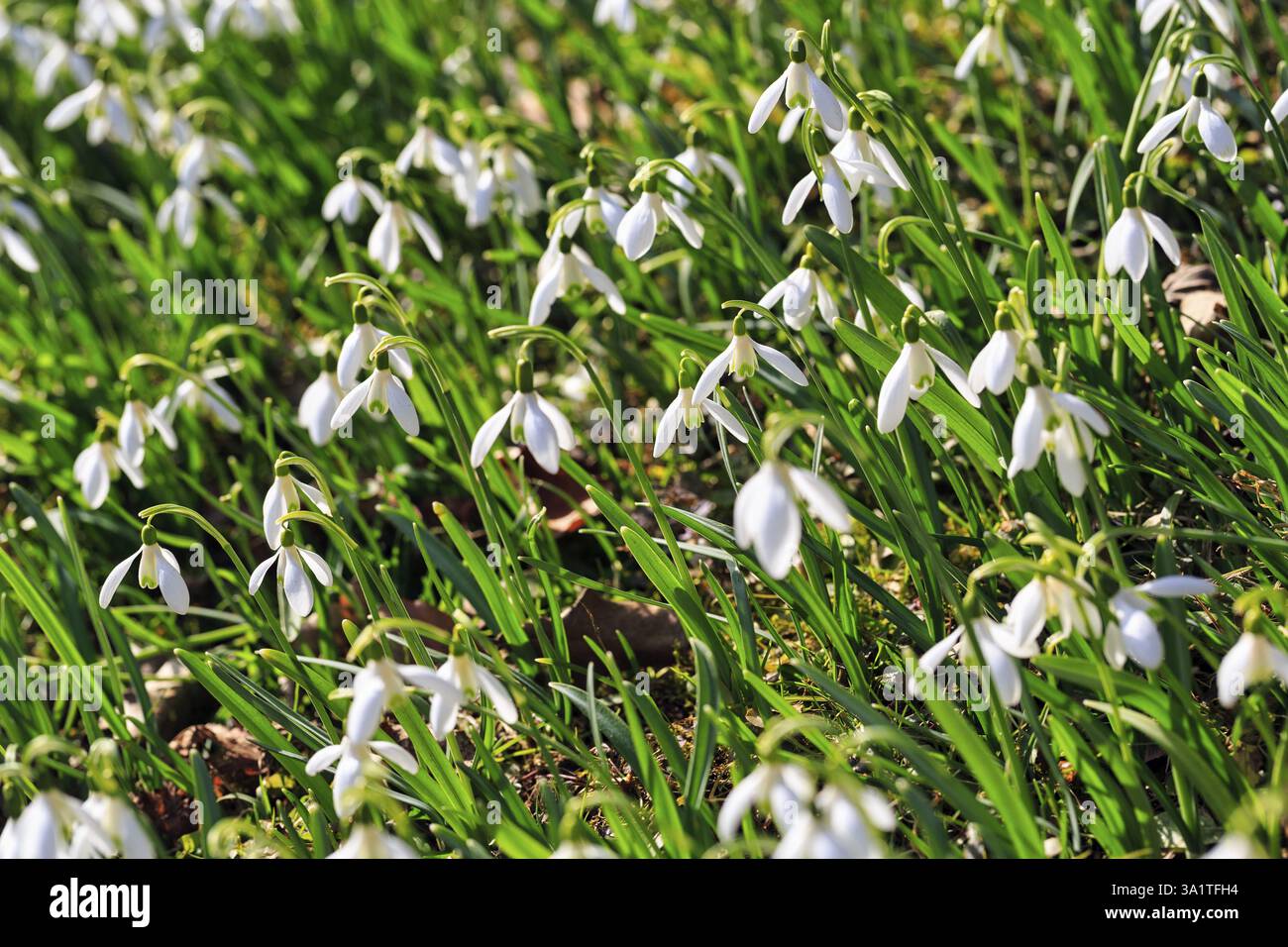 Chute de neige (Galanthus), mer de fleurs au soleil, grandeur nature, Brakel, Parc naturel Eggegebirge Forêt de Teutoburg, Westphalie orientale-Lippe, Allemagne Banque D'Images