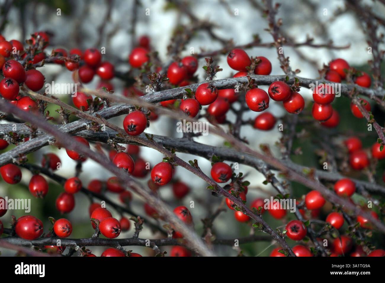 Baies de houx rouge vif sur les branches comme fond, Noël Winterberry Banque D'Images