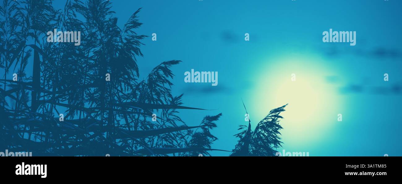 Coucher de soleil magique sur le lac. Paysage rural. Belle nature sauvage. Reed sur le lac. Bannière horizontale Banque D'Images