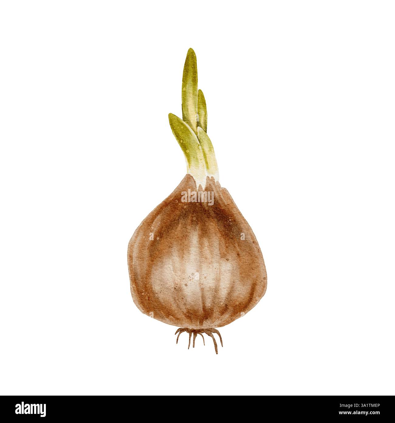 Bulbe de fleur avec feuilles vertes et bourgeon et racines. L'illustration aquarelle convient aux sujets liés à l'écologie, au jardinage, à la nature. Les oignons, une épice pour cuisiner. Banque D'Images
