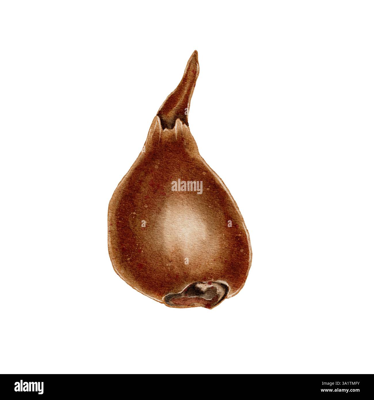 Bulbe de fleur sans feuilles vertes, bourgeon et racines. L'illustration aquarelle convient aux sujets liés à l'écologie, au jardinage, à la nature. Les oignons, une épice pour cuisiner. Banque D'Images