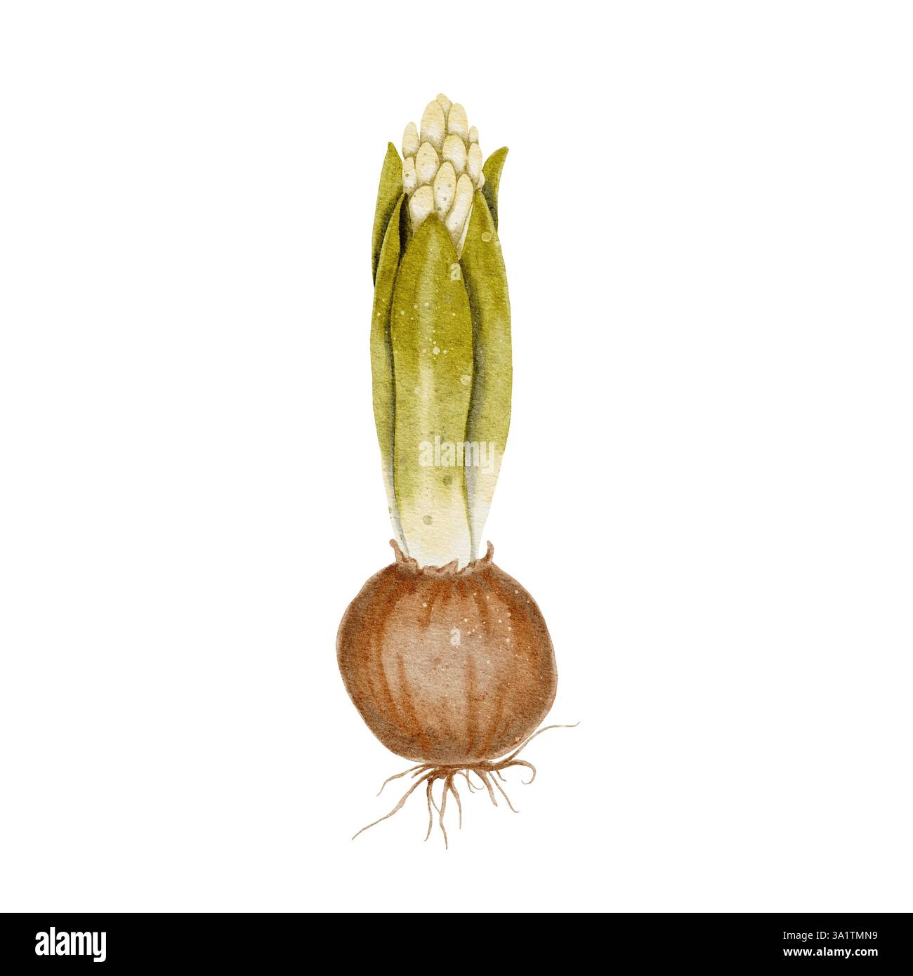 Bulbe de fleur avec feuilles vertes et bourgeon et racines. L'illustration aquarelle convient aux sujets liés à l'écologie, au jardinage, à la nature. Les oignons, une épice pour cuisiner. Banque D'Images
