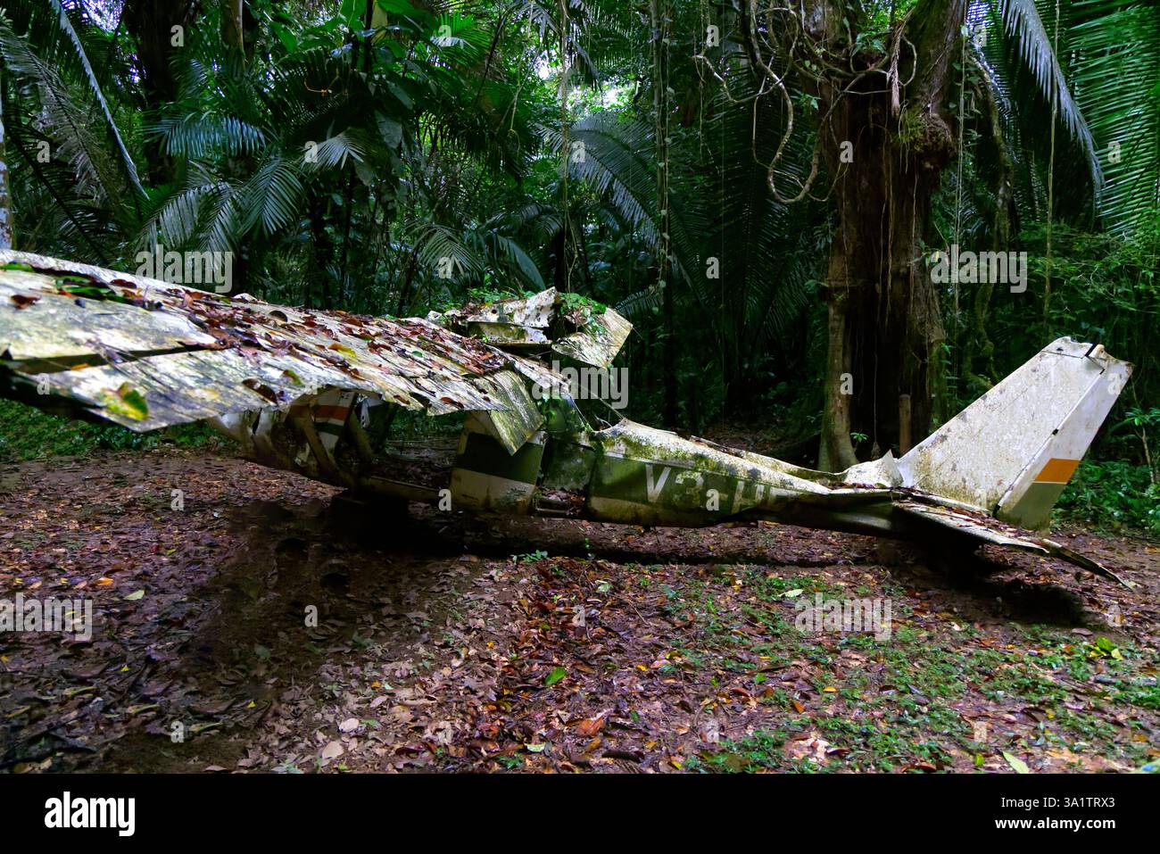 Un avion s'est écrasé dans la forêt de la réserve naturelle du bassin de Cockscomb, au Belize Banque D'Images