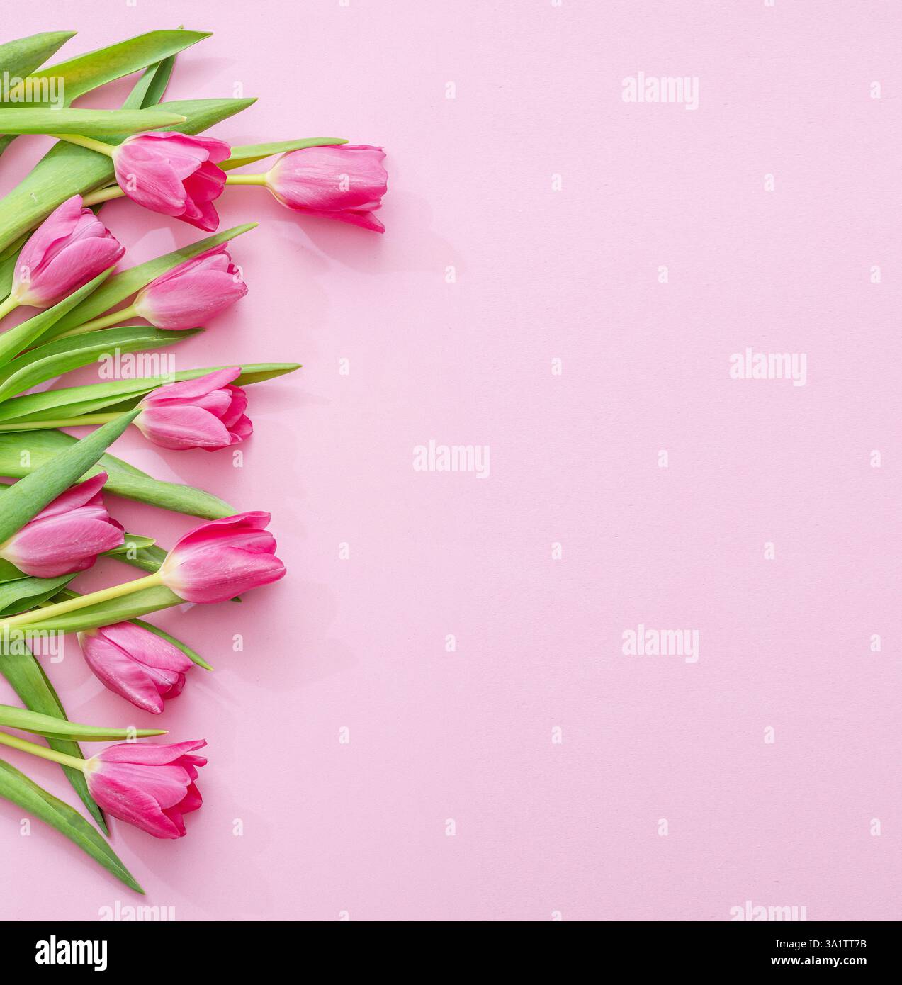 Tulipes roses printanières sur fond rose clair. Vue de dessus. Banque D'Images