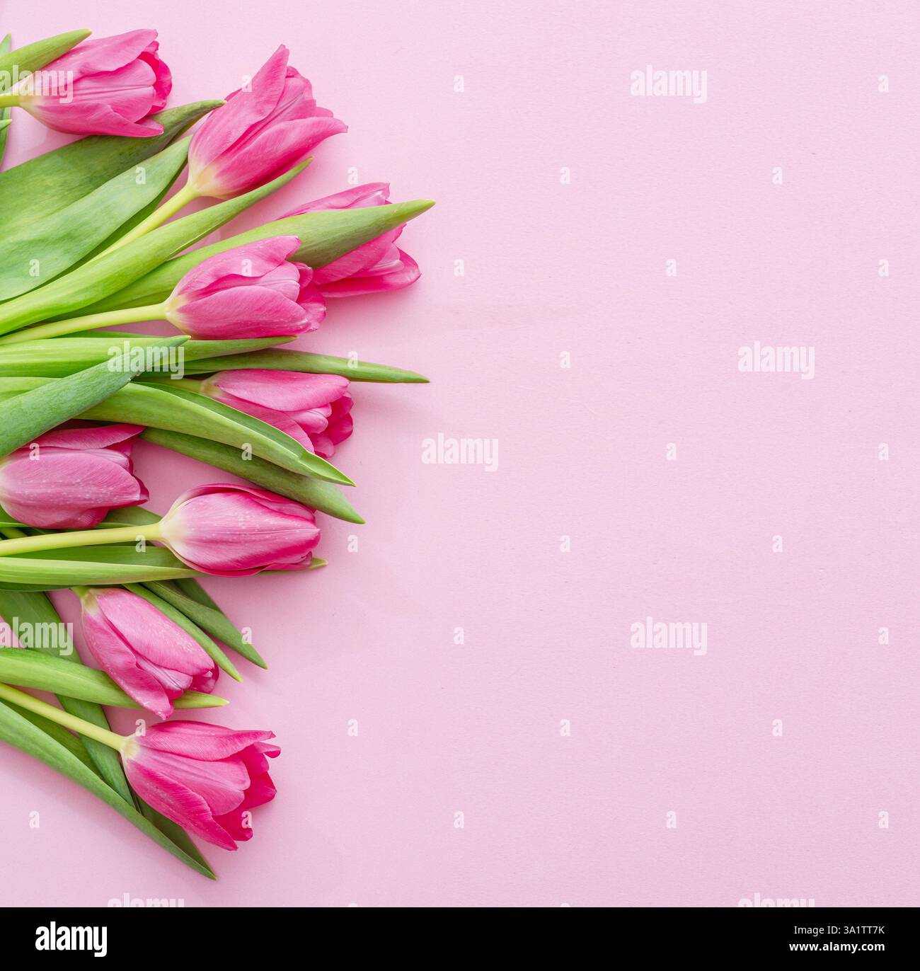 Tulipes roses printanières sur fond rose clair. Vue de dessus. Banque D'Images