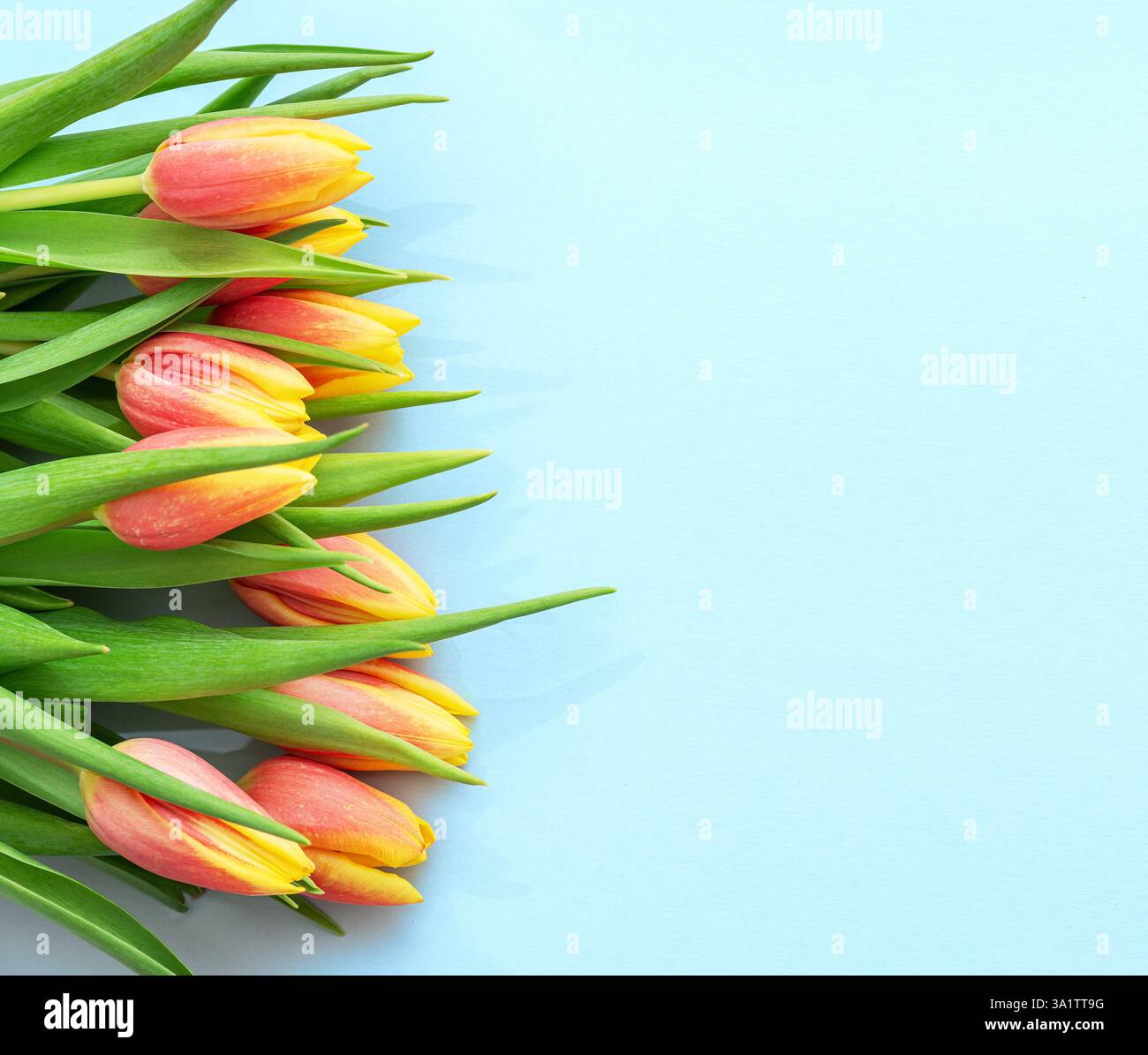 Tulipes roses et jaunes printanières sur fond bleu. Vue de dessus. Banque D'Images