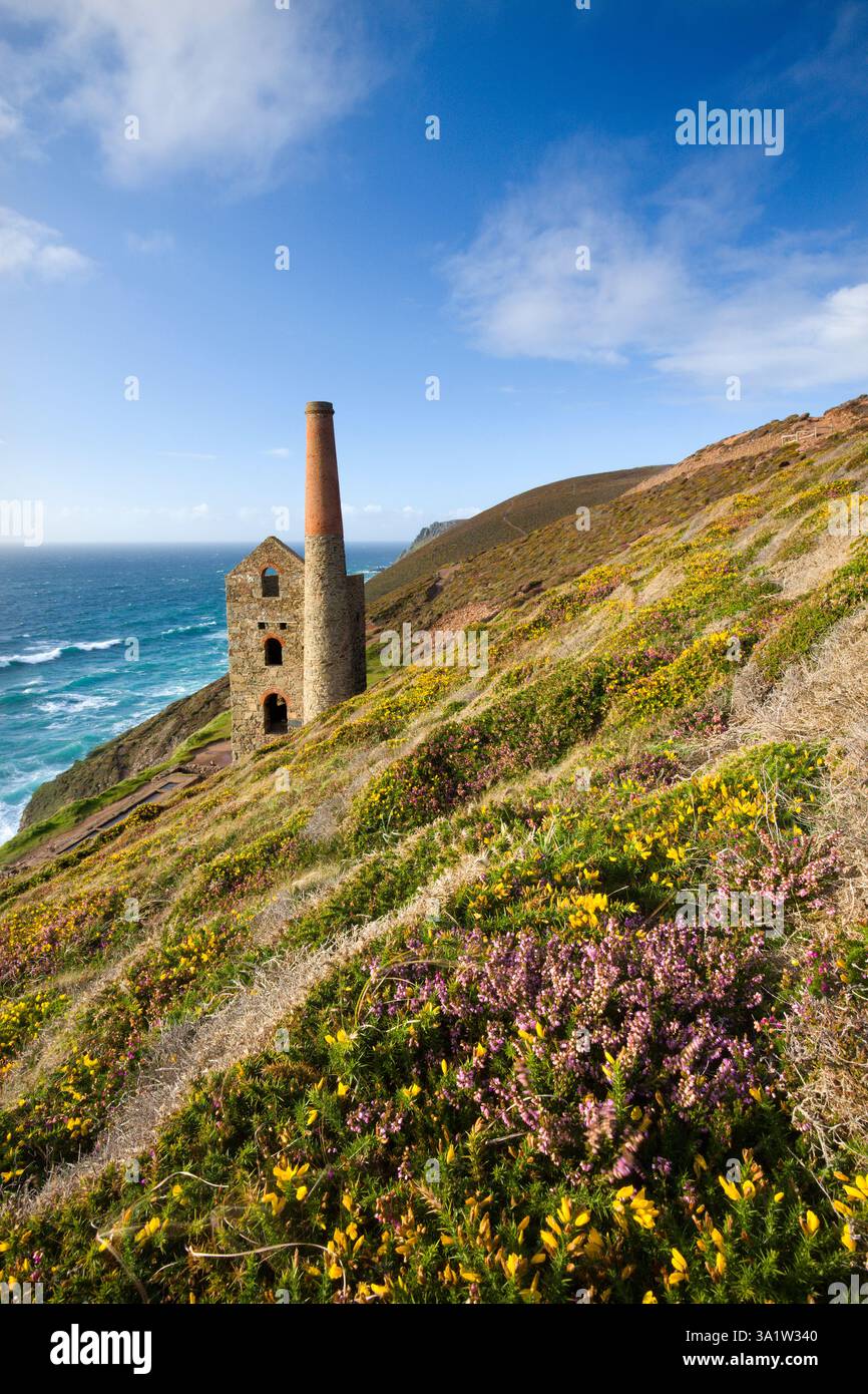 Gorges fleuries et bruyères sur les falaises de Cornouailles entourant Towan Roath Engine House, Wheal Coates Tin mine, St Agnes, Cornwall, Angleterre. Été Banque D'Images
