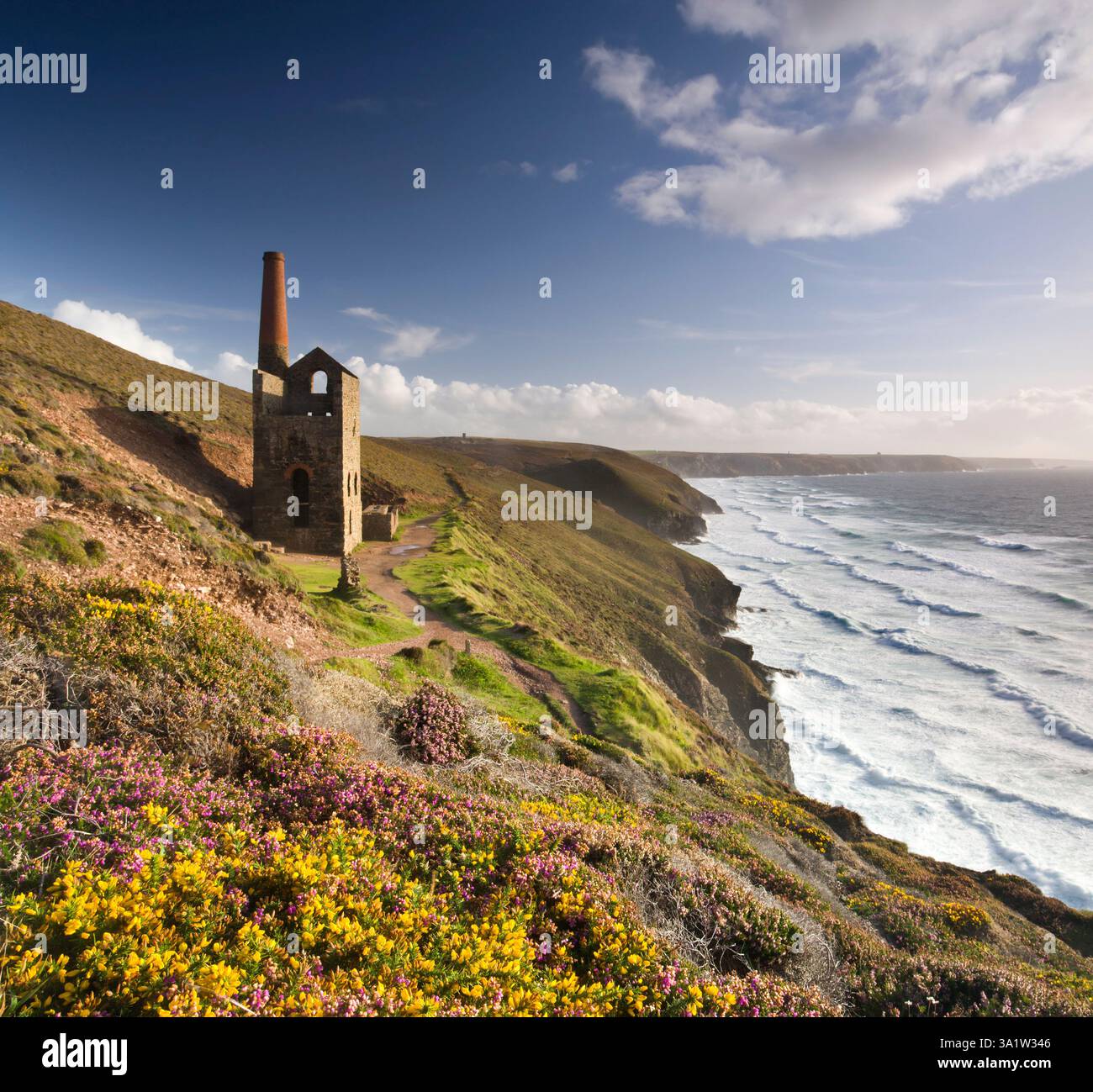 Gorges fleuries et bruyères sur les falaises de Cornouailles entourant Towan Roath Engine House, Wheal Coates Tin mine, St Agnes, Cornwall, Angleterre. Été Banque D'Images