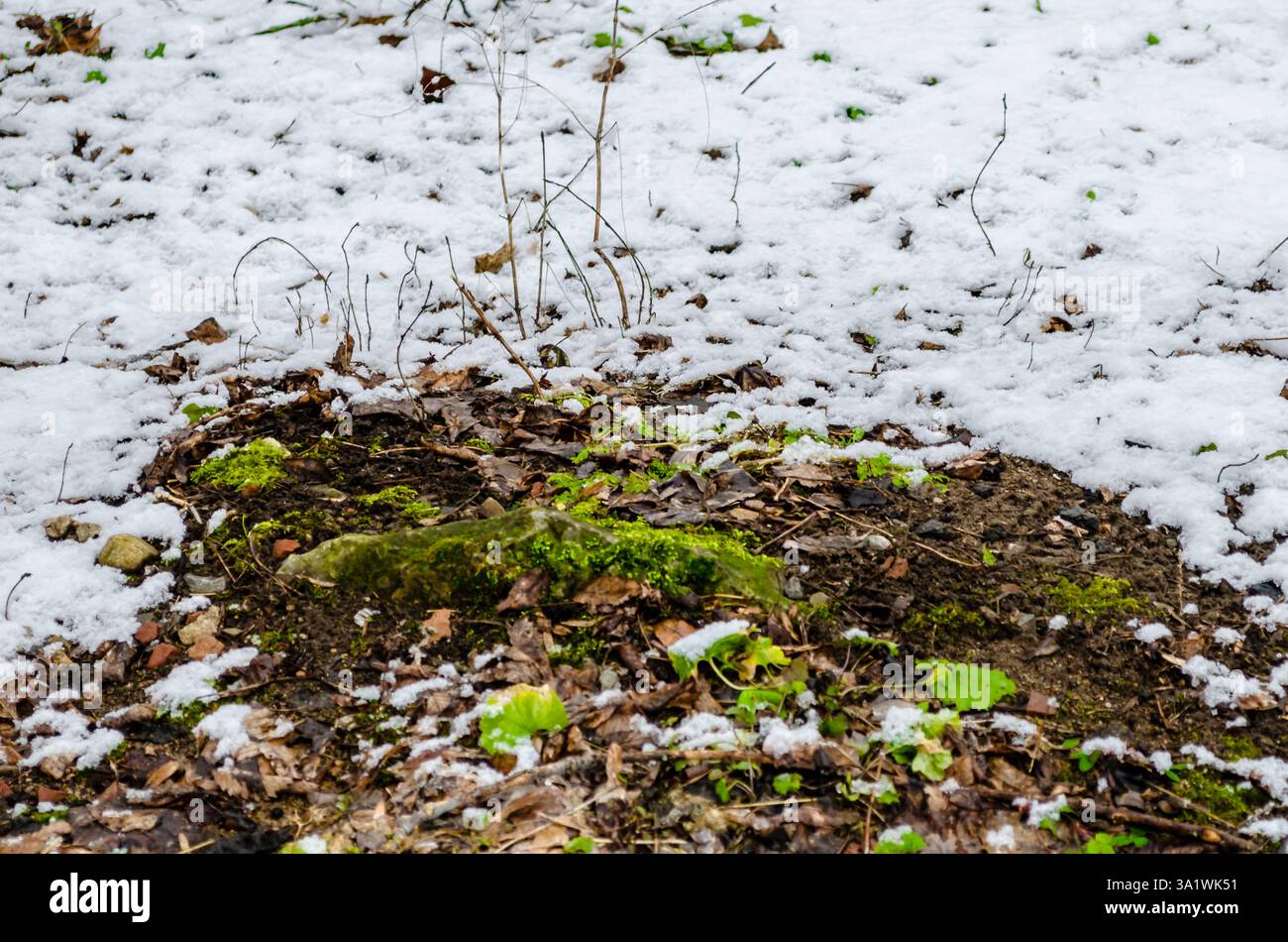 Tache de mousse verte dans la neige fraîche qui recule. Banque D'Images
