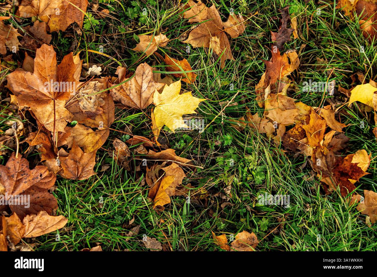 Différentes couleurs, jaune ; brun et orange, feuilles de sycomore pourrissant sur l'herbe verte Banque D'Images