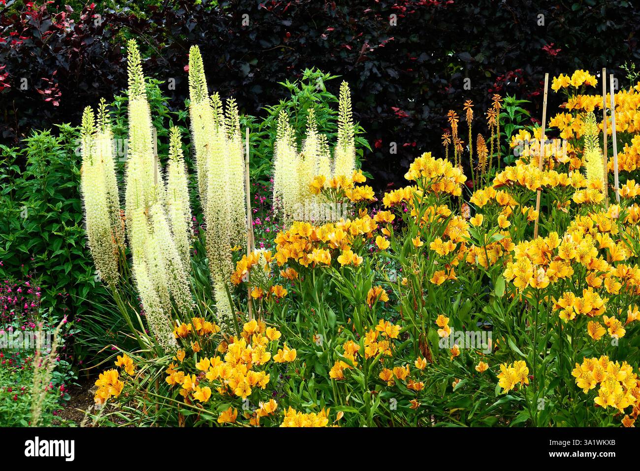 Jardin vibrant avec fleurs jaunes en fleurs et feuillage vert luxuriant Banque D'Images