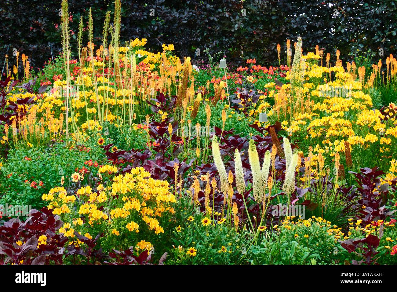 Jardin vibrant avec fleurs jaunes en fleurs et feuillage vert luxuriant Banque D'Images