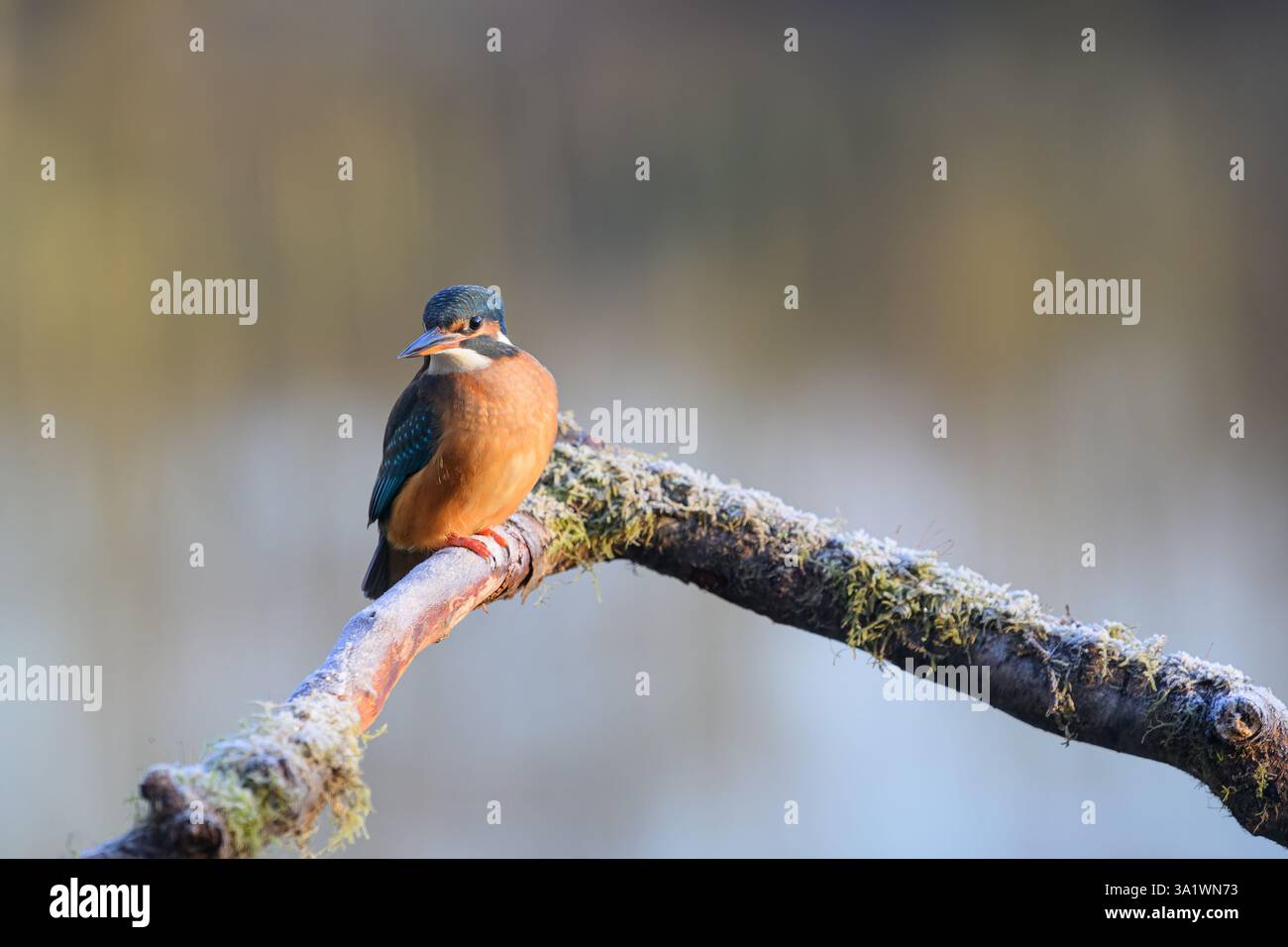 Femelle Kingfisher, Alcedo Athis, perché sur une branche Banque D'Images