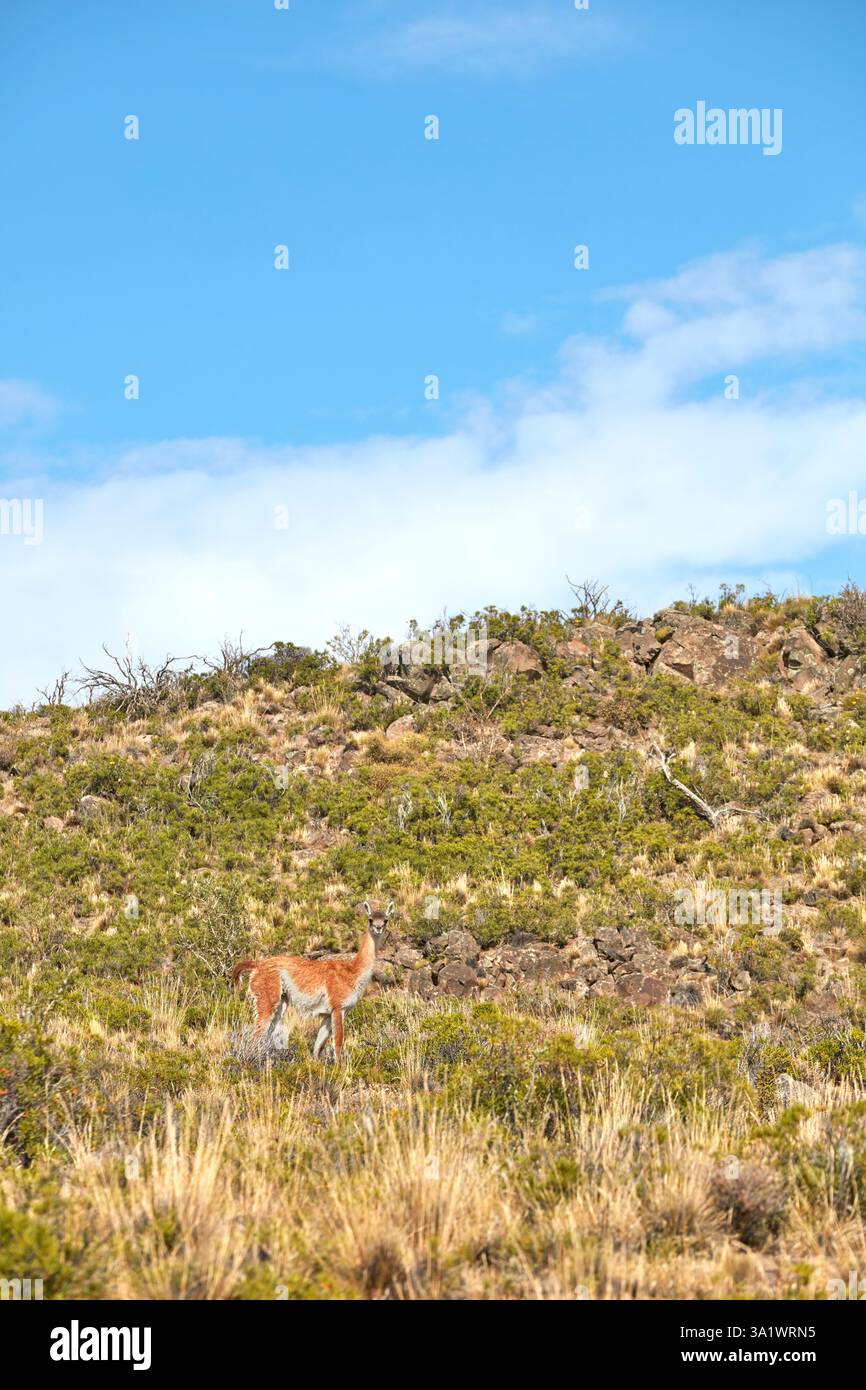 Un guanaco dans un champ de la steppe de Patagonie, Parc National Bosques Petrificados de Jaramillo, Santa Cruz, Deseado, Patagonie, Argentine. Banque D'Images Un guanaco dans un champ de la steppe de Patagonie, Parc National Bosques Petrificados de Jaramillo, Santa Cruz, Deseado, Patagonie, Argentine. Banque D'Images