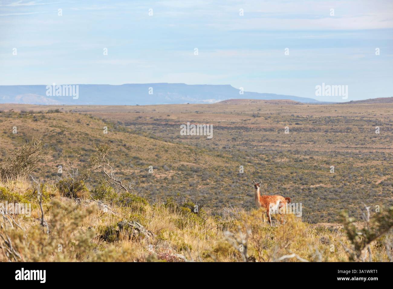 Un guanaco dans un champ de la steppe de Patagonie, Parc National Bosques Petrificados de Jaramillo, Santa Cruz, Deseado, Patagonie, Argentine. Banque D'Images Un guanaco dans un champ de la steppe de Patagonie, Parc National Bosques Petrificados de Jaramillo, Santa Cruz, Deseado, Patagonie, Argentine. Banque D'Images