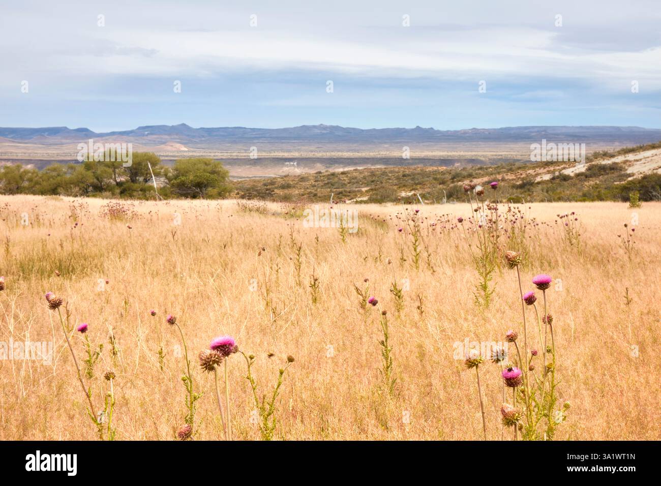 Le paysage de meseta vu de l'Estancia Los Toldos, Pico Truncado, Santa Cruz, Deseado, Patagonia, Argentine. Banque D'Images
