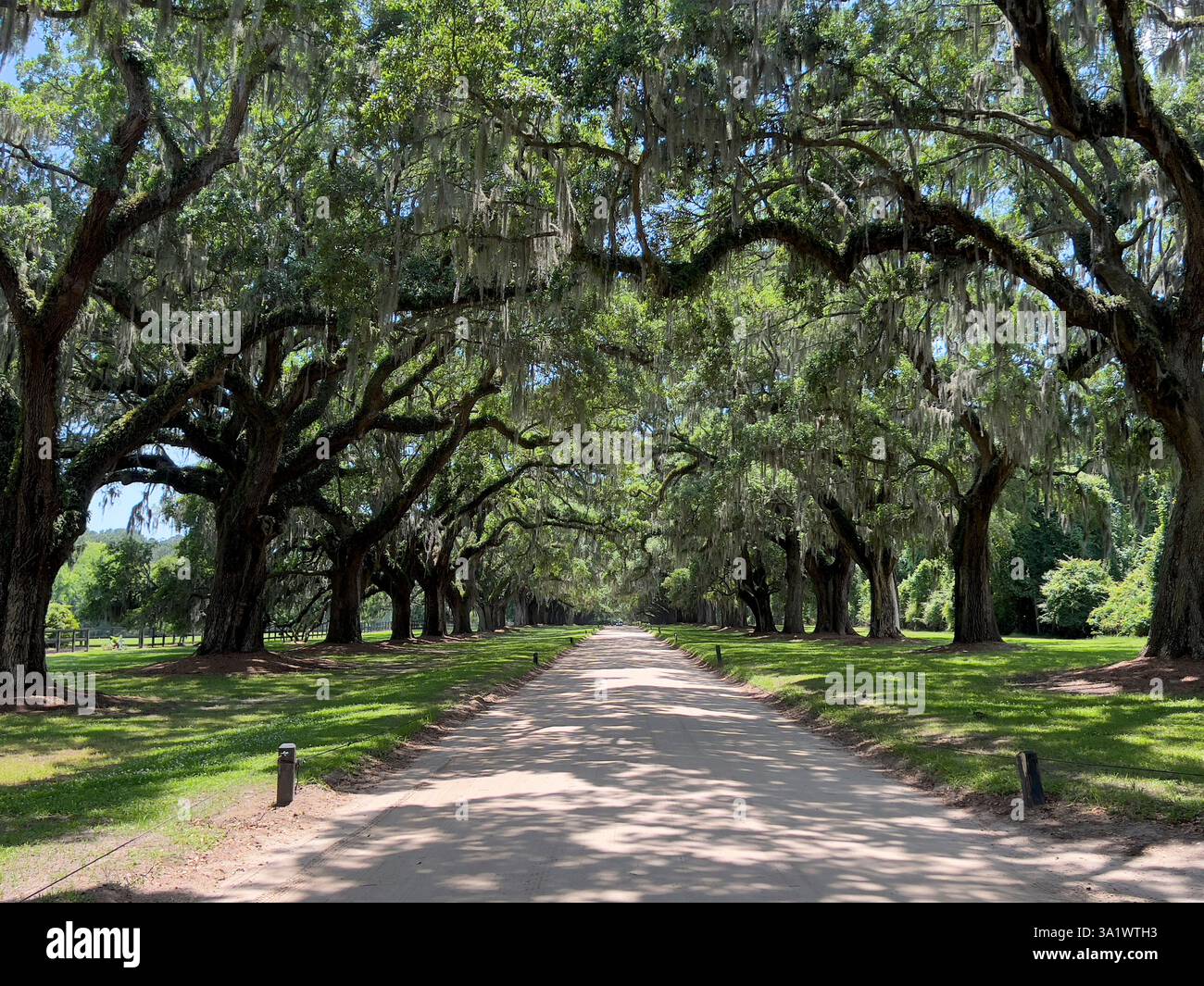 Boone Hall Plantation plantage USA Caroline du Sud Charleston Banque D'Images