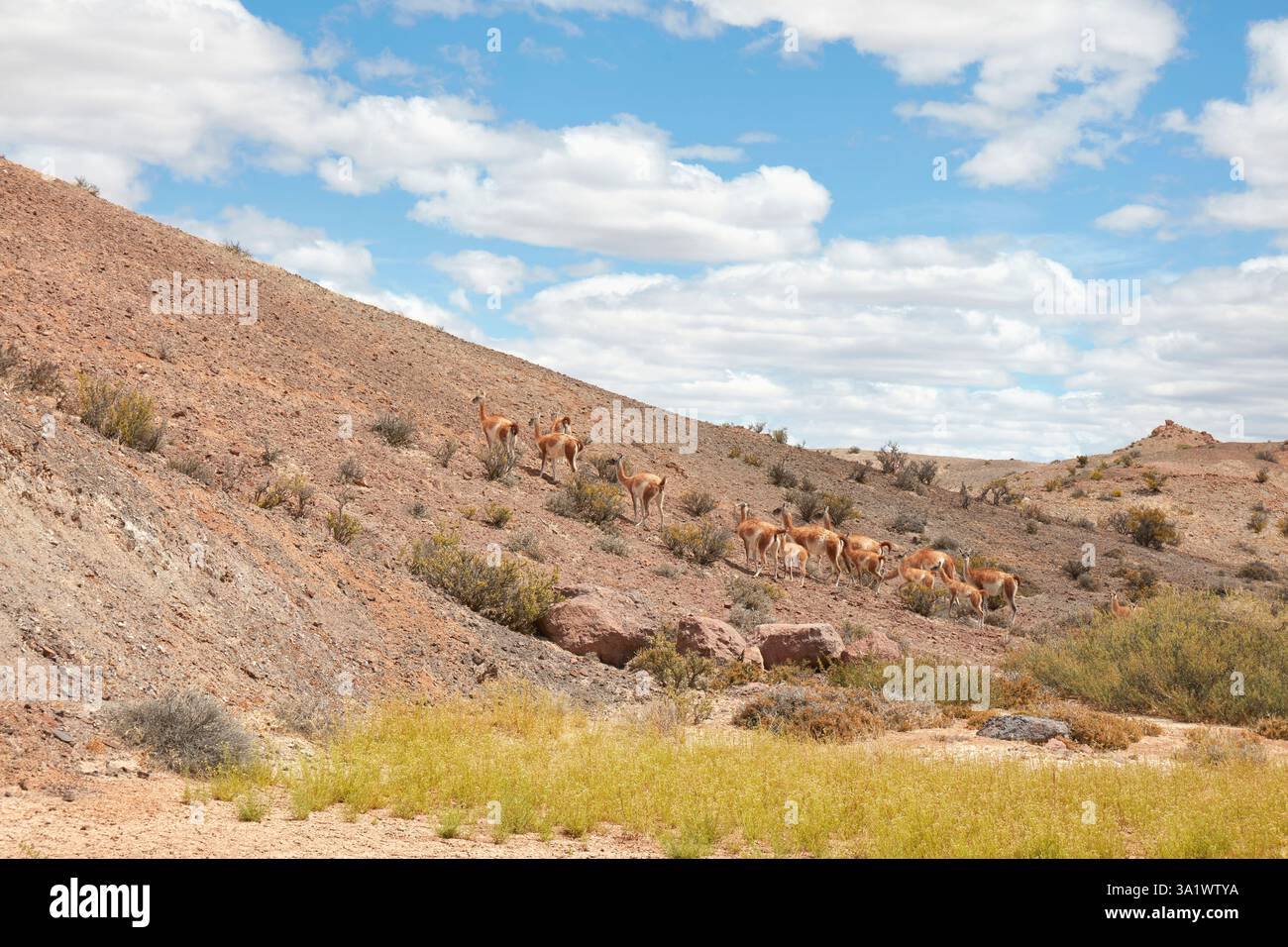 Guanacos dans le parc national Bosques Petrificados de Jaramillo, Santa Cruz, Deseado, Patagonie, Argentine. Banque D'Images